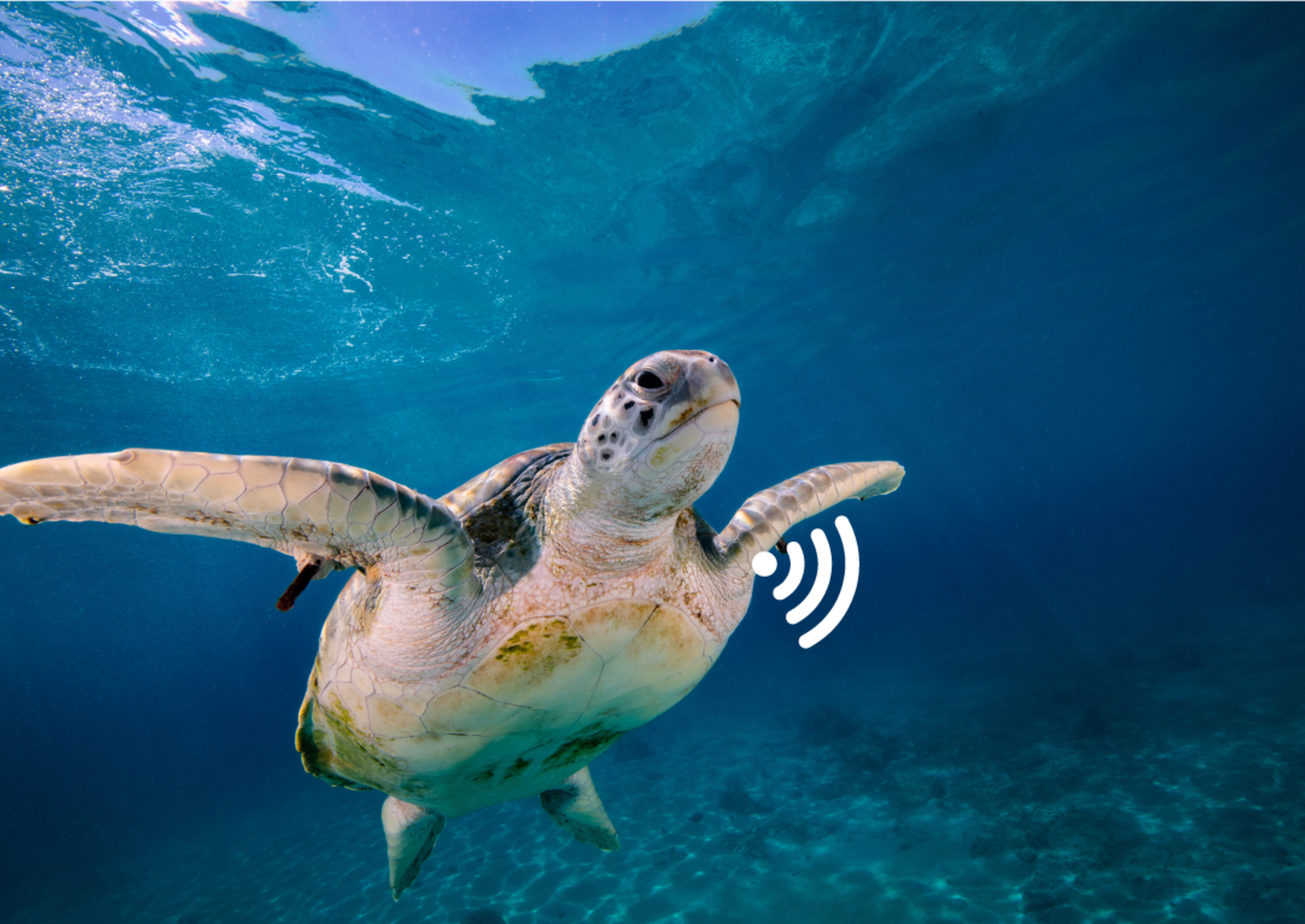 Meeresschildkröte mit Signal, welches beispielsweise das Befinden oder andere Informationen sendet.