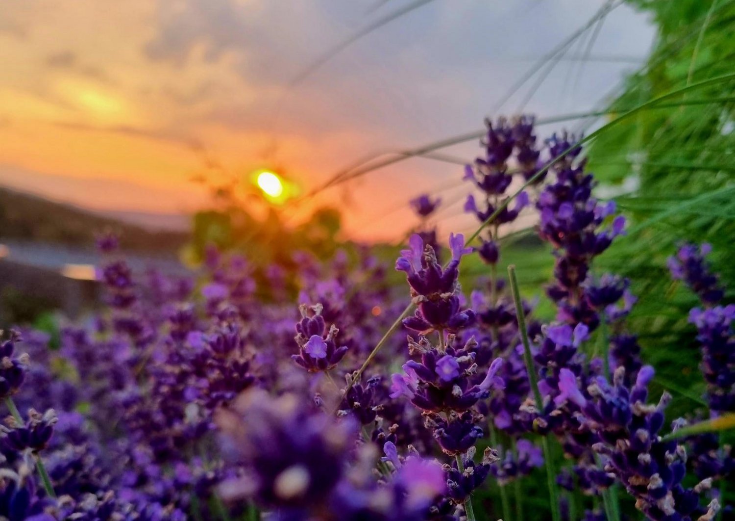 violette Blumen vor einem Sonnenuntergang