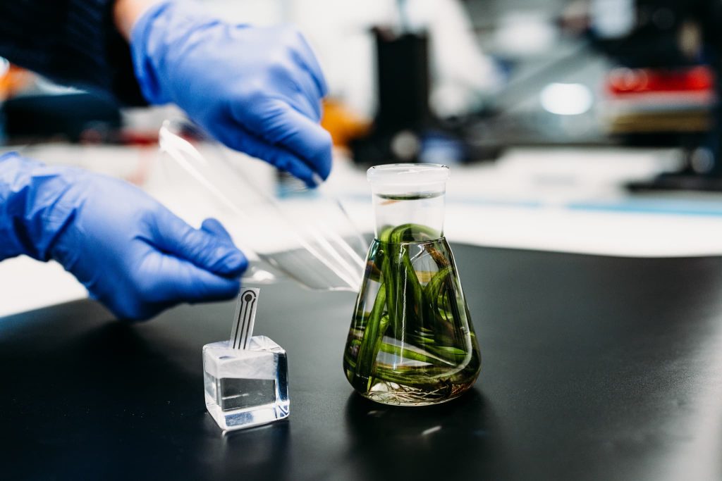 Laborhandschuhe halten transparente Sensorfolie neben Glasgefäß mit Pflanzenprobe